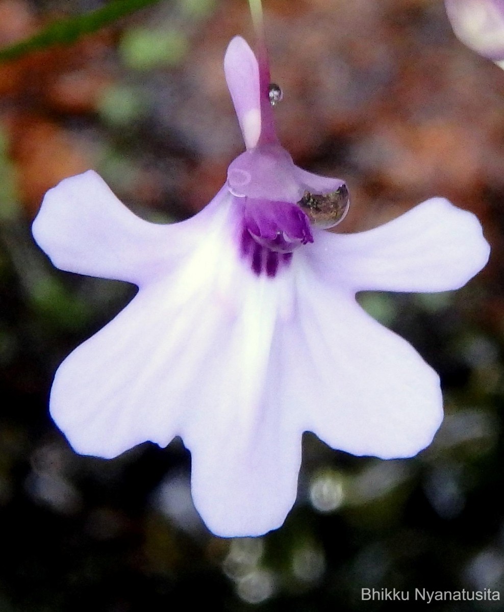 Utricularia moniliformis P.Taylor